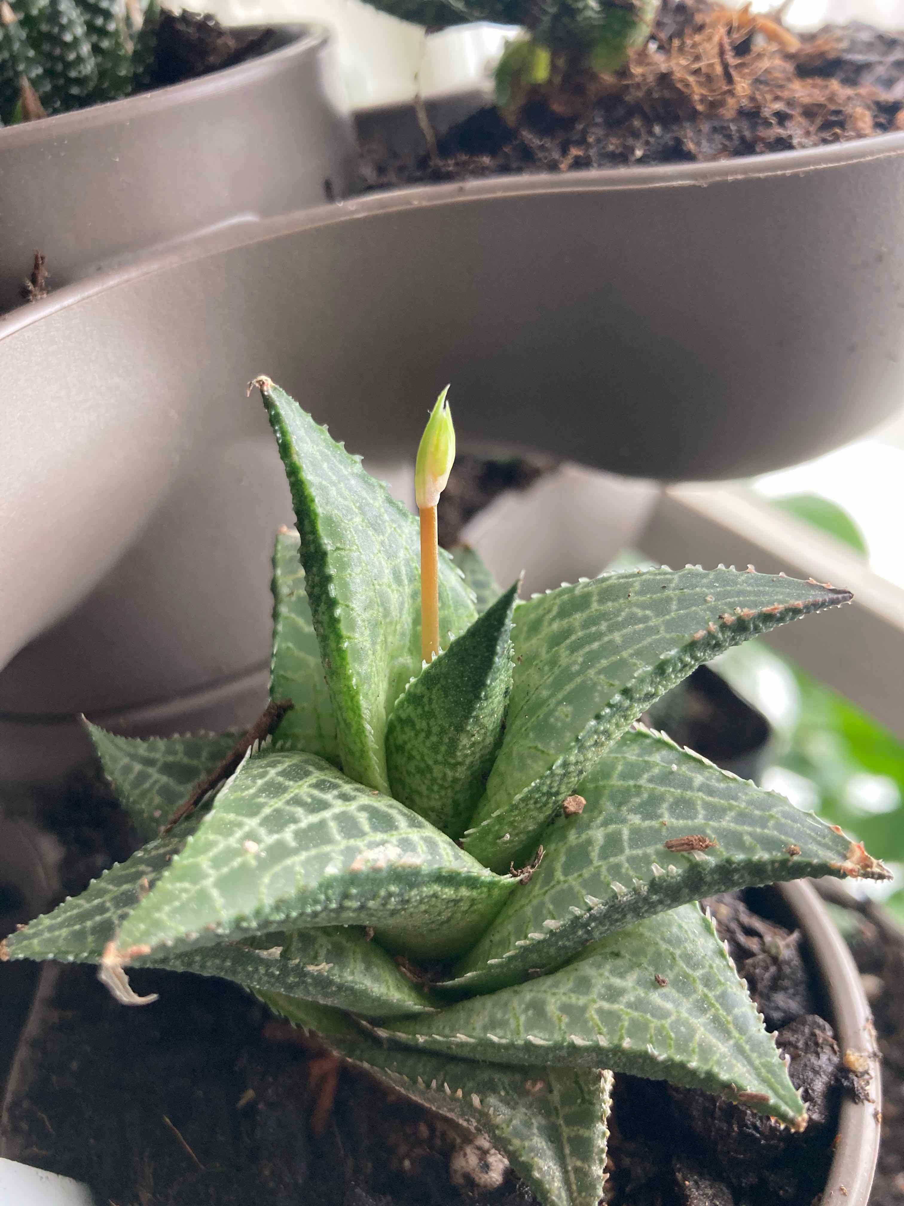 Why Are My Haworthia venosa Leaves Falling Over?