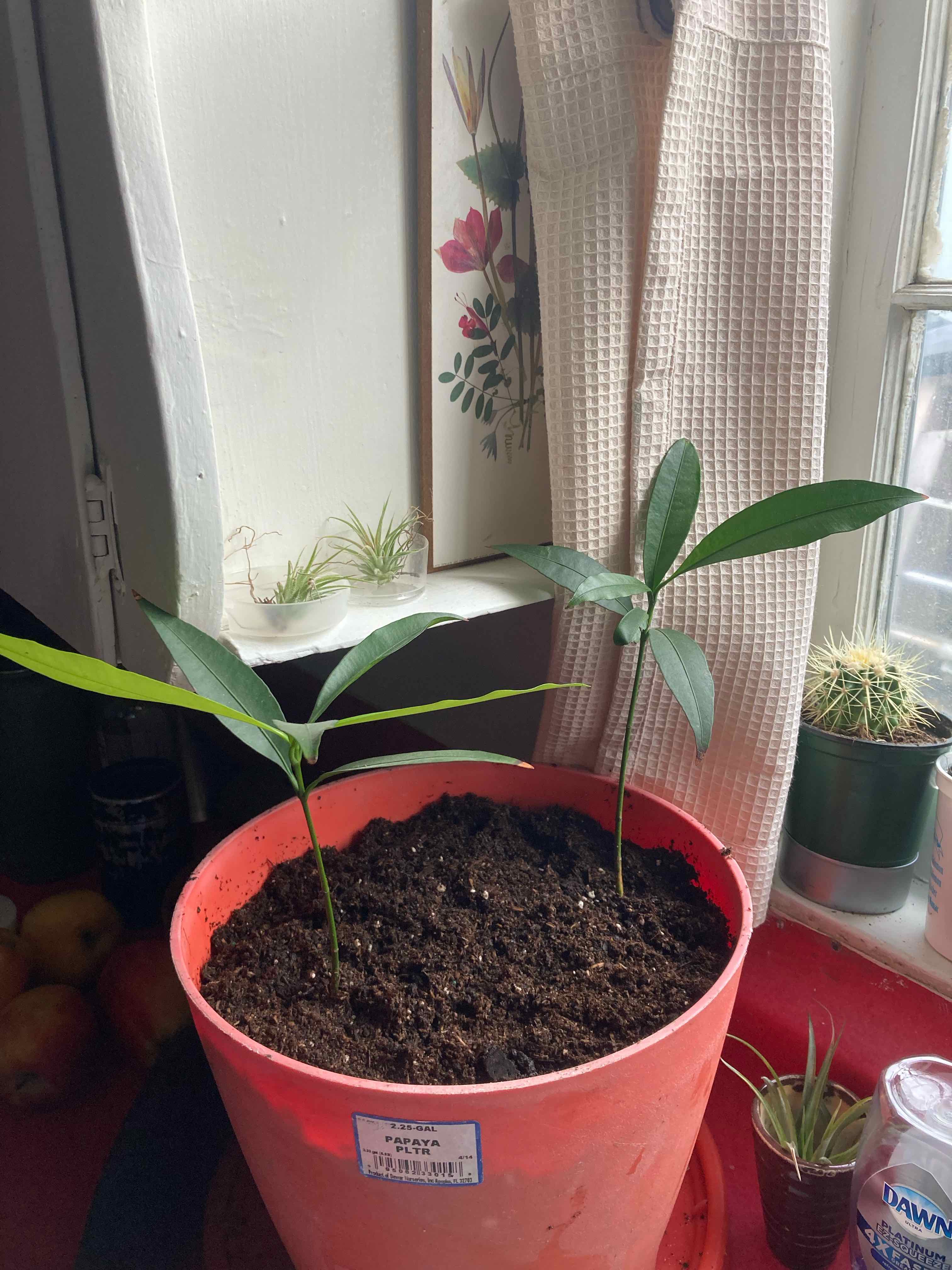 Photo of the plant species Achacha by @SubAlp named (Garcinia c.) Cha Cha on Greg, the plant care app
