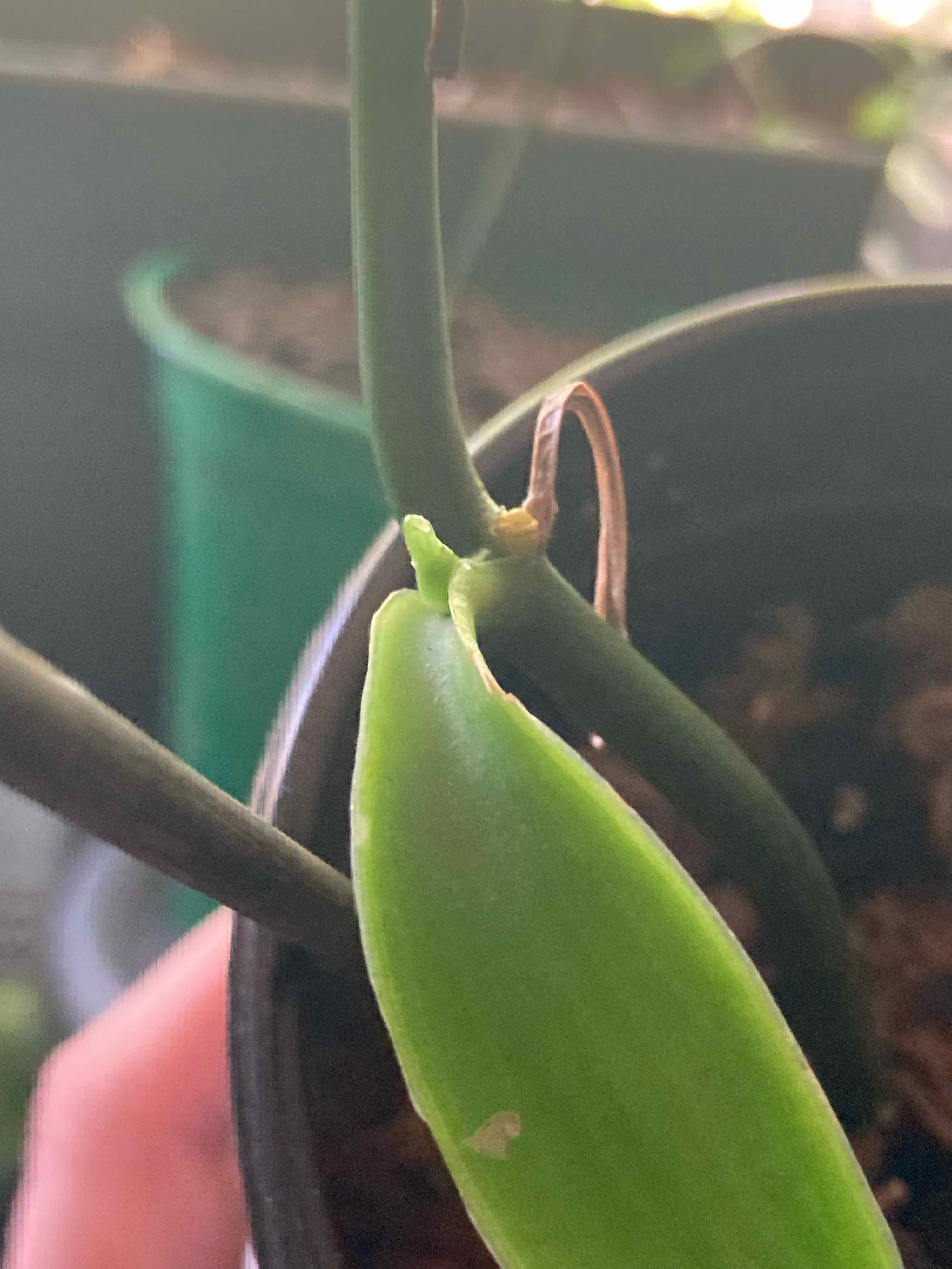 Close-up of a Flat Leafed Vanilla plant with a green leaf and stem in focus.