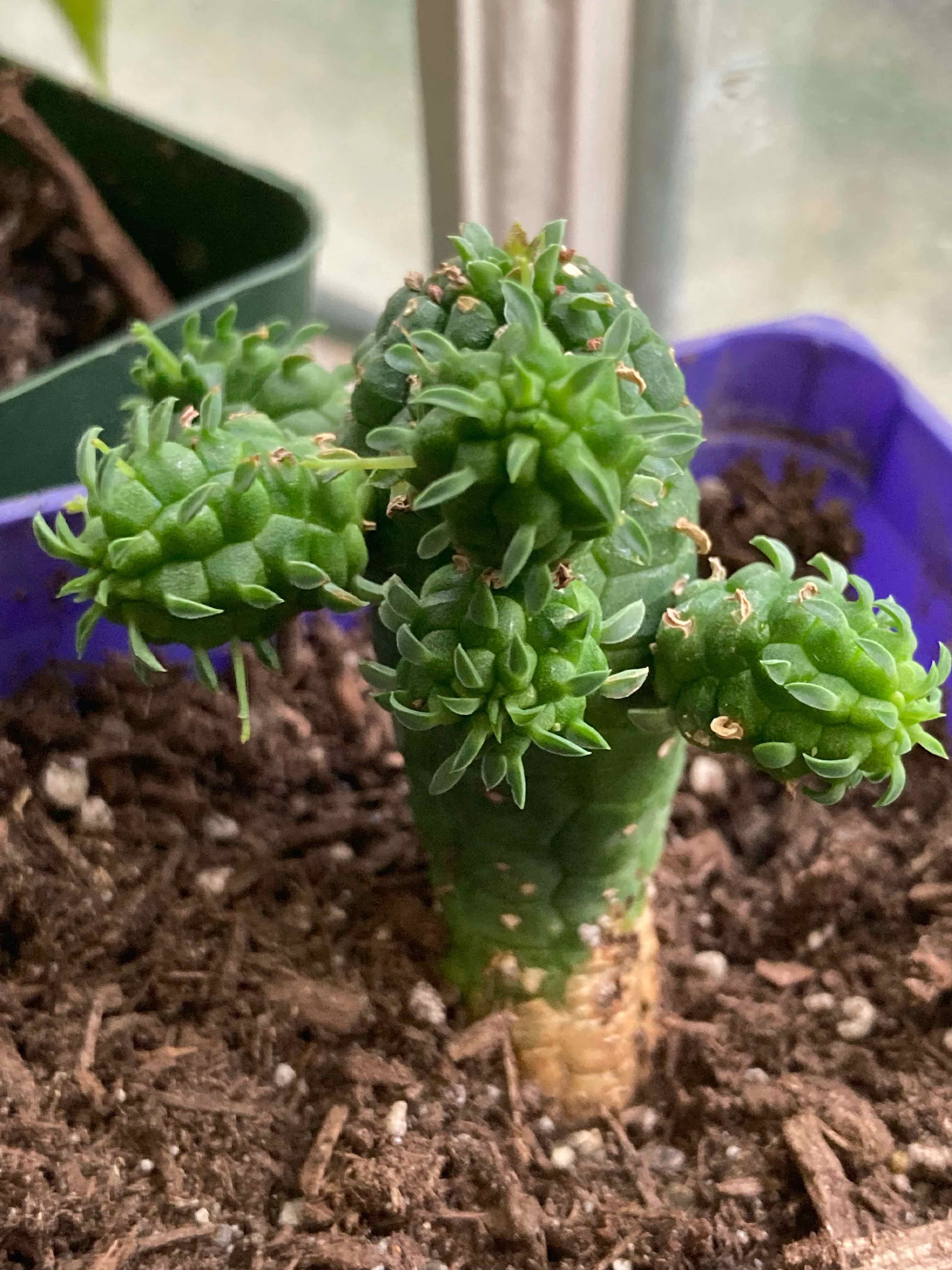 Corncob Cactus planted in soil, healthy and well-framed.