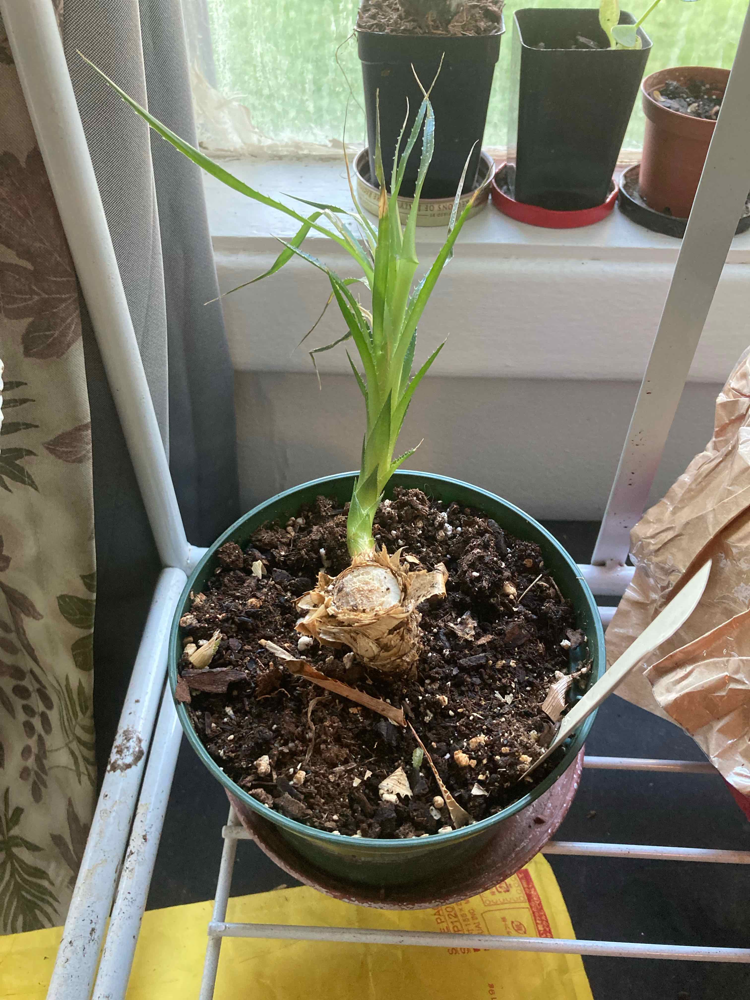Plant care for Orthophytum brejoense on Greg, the plant care app