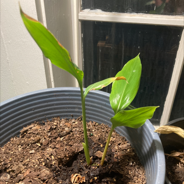 Young Variegated Shell Ginger plant in a pot with slight browning on leaf tips.