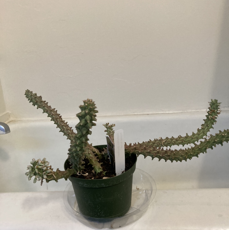 Photo of the plant species sausage spurge by @SubAlp named (Euphorbia guen.) Perseus on Greg, the plant care app