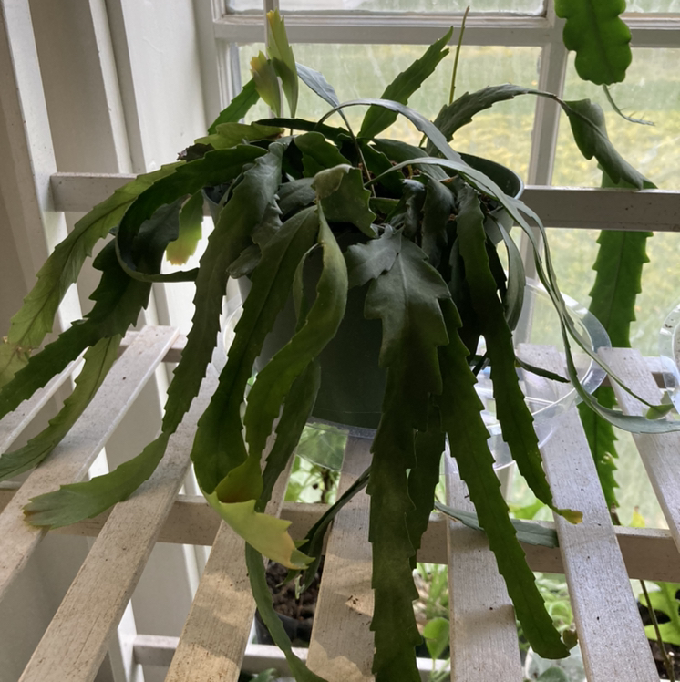 Photo of the plant species Snowdrop Cactus by @SubAlp named (Lepismium hou.) Sleet on Greg, the plant care app