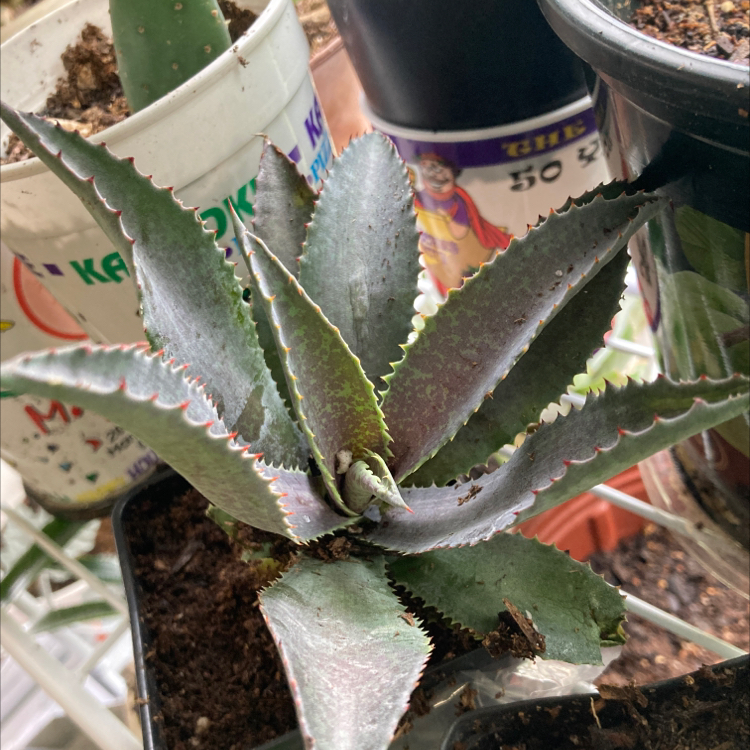 Photo of the plant species Mangave 'Tooth Fairy' by @SubAlp named (Agave m. Hyb. t. f.) Tinker on Greg, the plant care app
