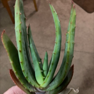 Mountain Aloe plant in Somewhere on Earth
