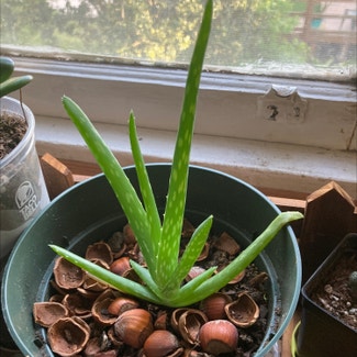 Aloe vera plant in Kalispell, Montana