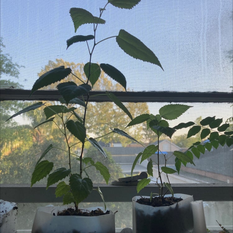 Plant care for American Fig on Greg, the plant care app