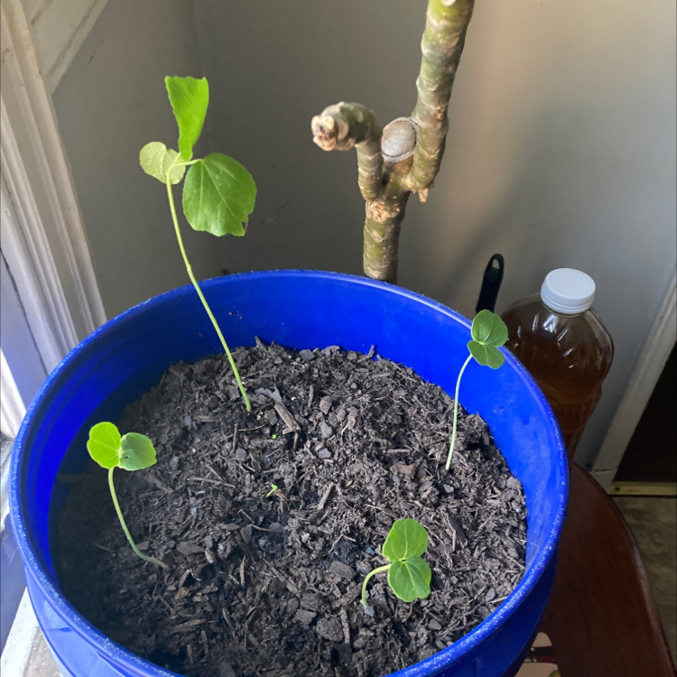 Young Roselle seedlings in a blue pot with healthy soil.