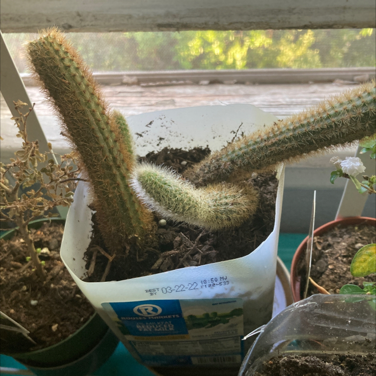 Golden Rat Tail cactus in a repurposed container with visible soil and signs of etiolation.
