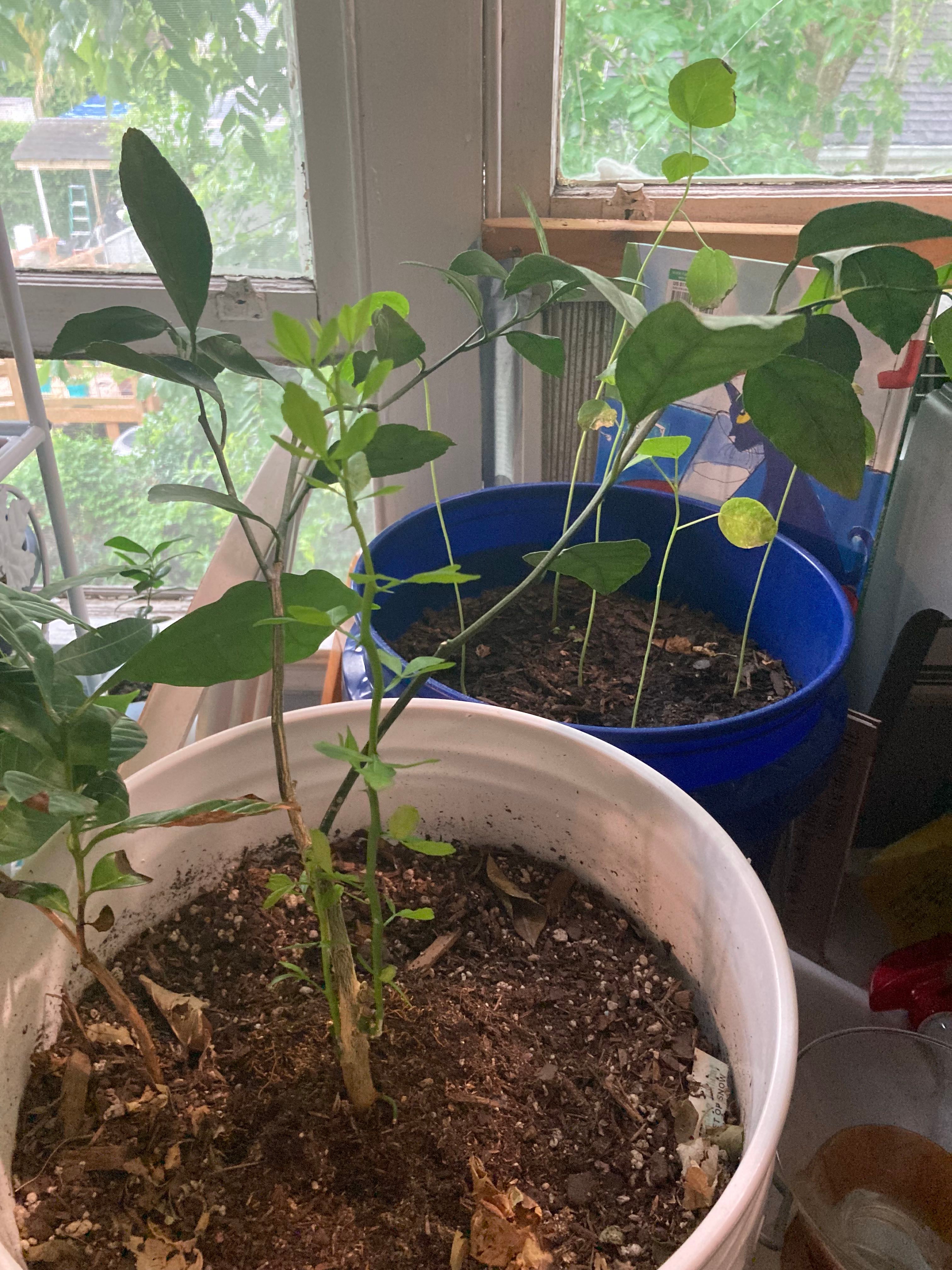 🤒 Why Are There Brown Spots on My Mandarin orange?