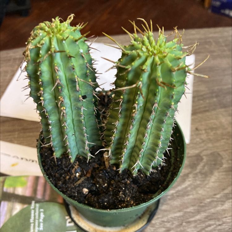 Photo of the plant species Euphorbia Fruticosa by @SubAlp named (Euphorbia frut.) Remington on Greg, the plant care app