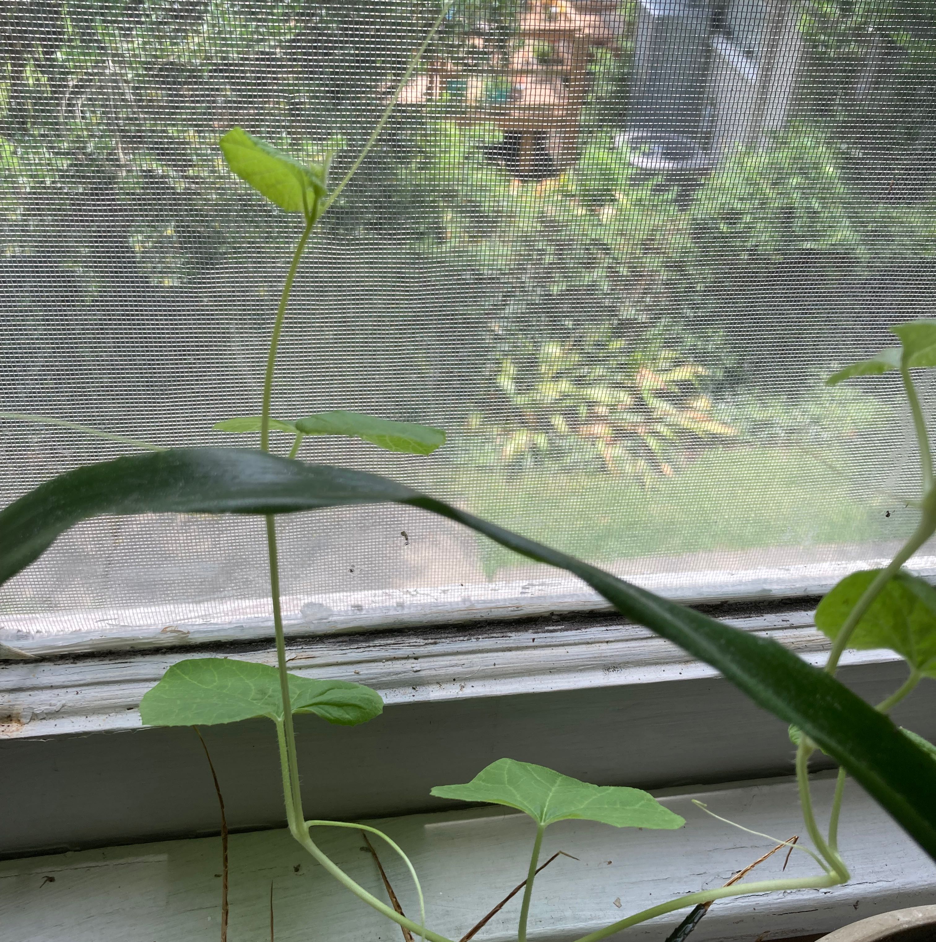 Young melon plant on a windowsill with green leaves and no visible signs of disease.