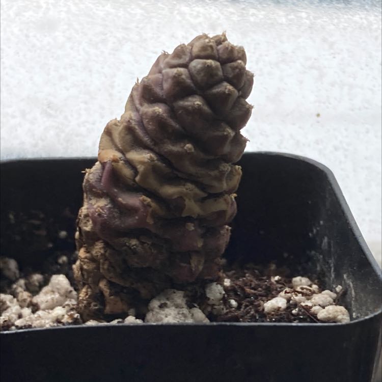 Photo of the plant species Pine Cone cactus by @SubAlp named (Tephrocactus a. V. i.) Art on Greg, the plant care app