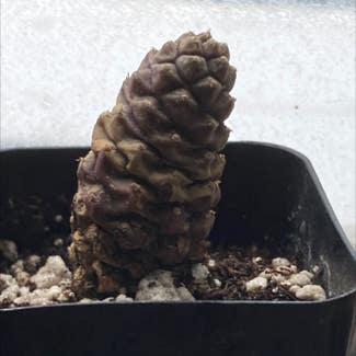 Pine Cone cactus plant in Somewhere on Earth