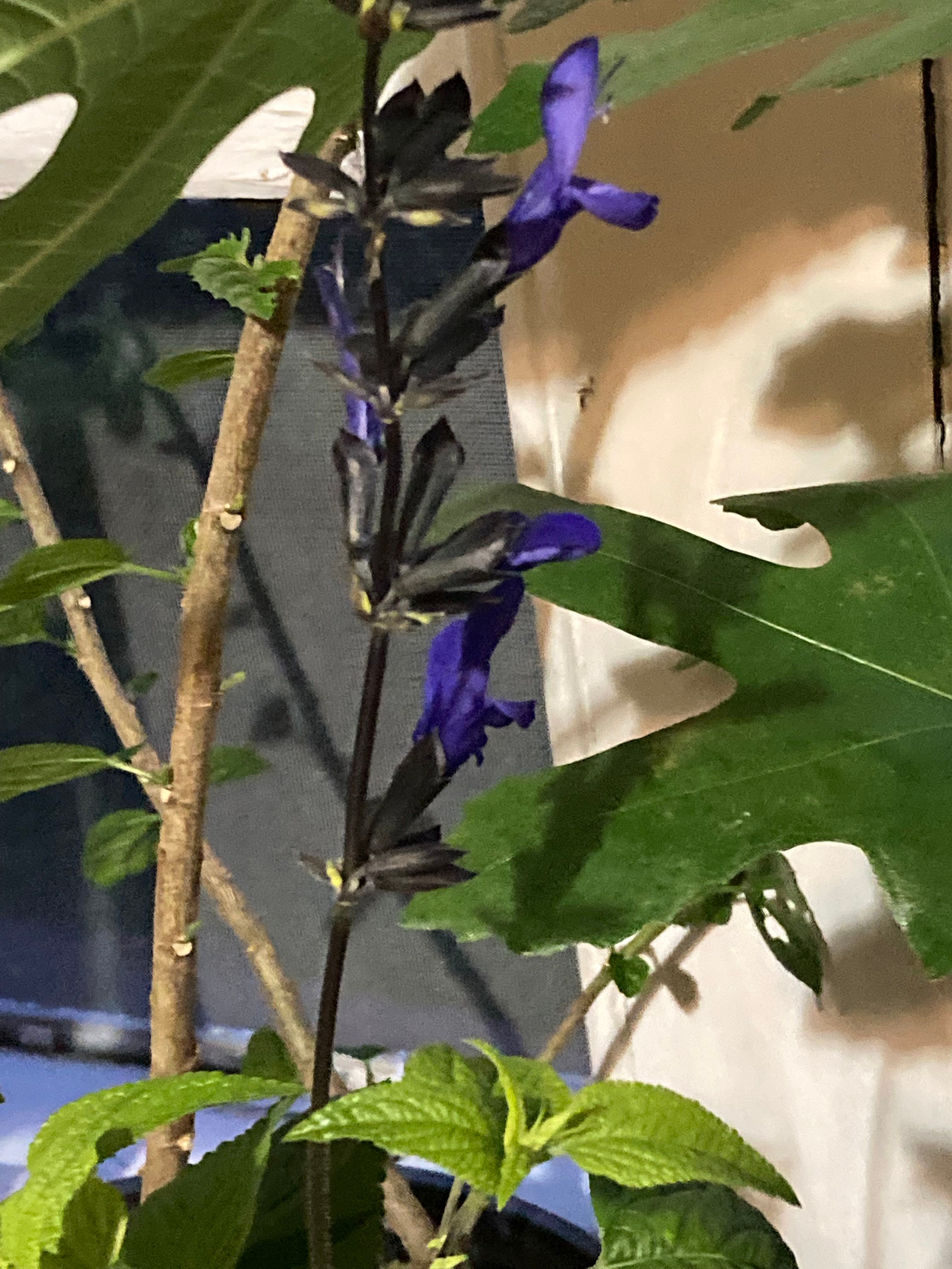 Why You Shouldn’t Eat AniseScented Sage