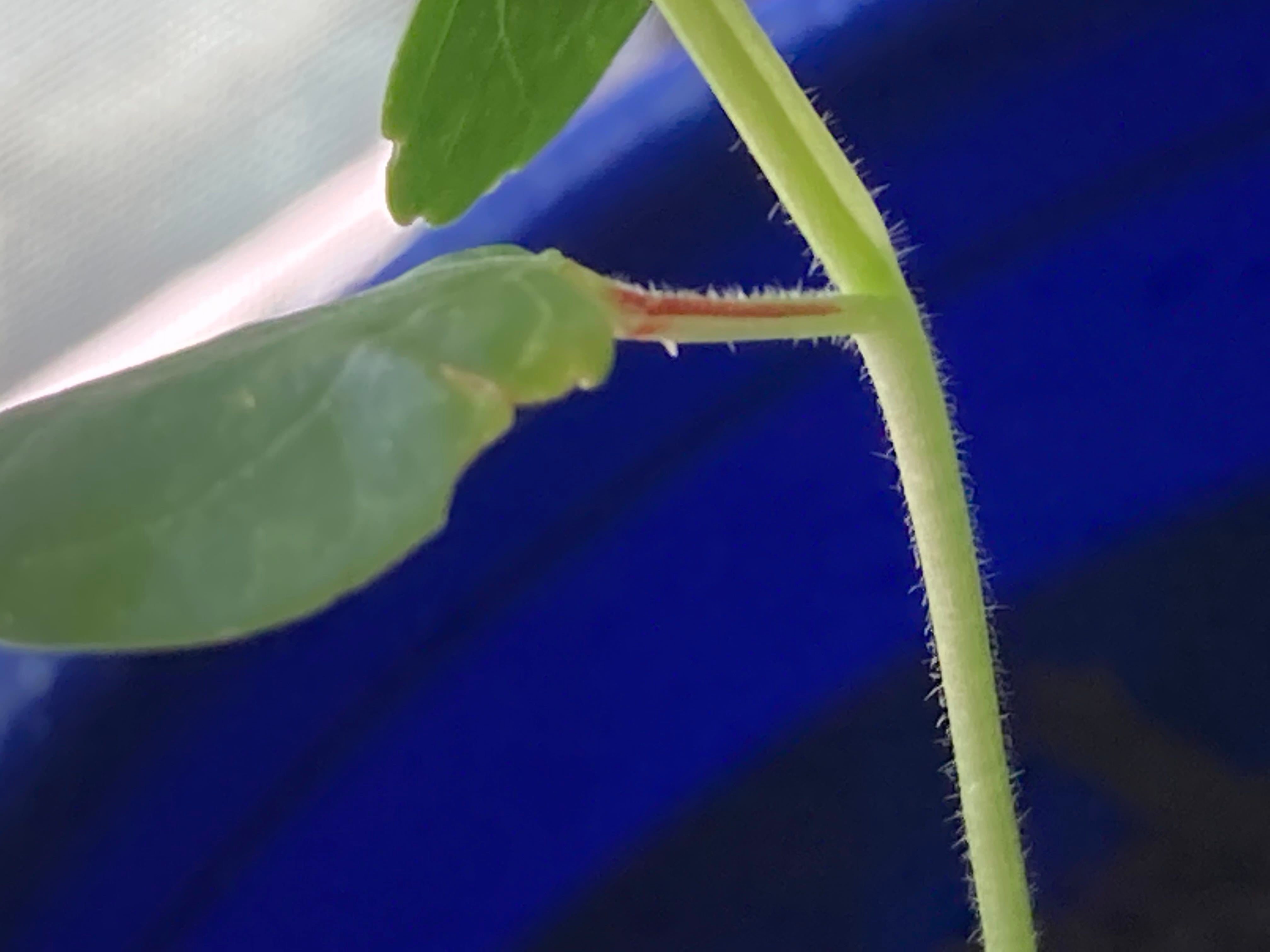 5-tips-for-how-to-plant-roselle