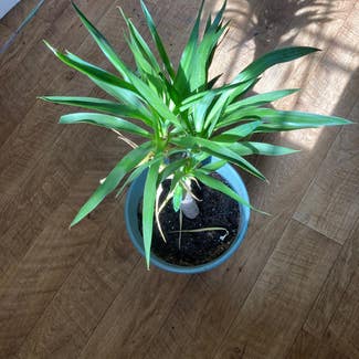 Blue-Stem Yucca plant in Somewhere on Earth