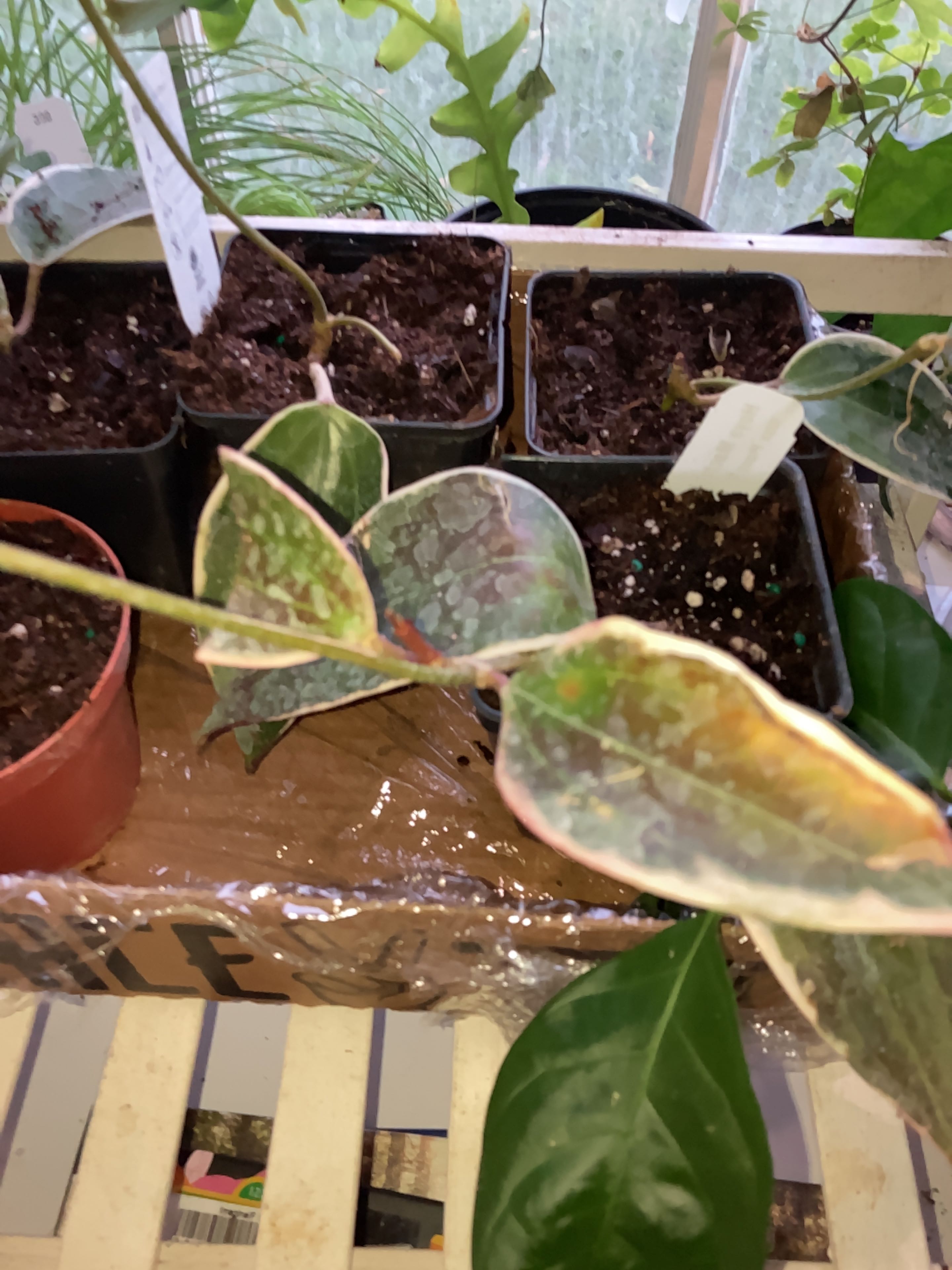 Hoya macrophylla 'Albomarginata' plant with variegated leaves in a pot with visible soil.