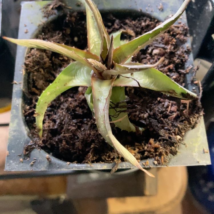 Photo of the plant species White Dyckia by @SubAlp named (Dyckia m-l.) John on Greg, the plant care app