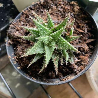 Aloe 'Pepe' plant in Kalispell, Montana