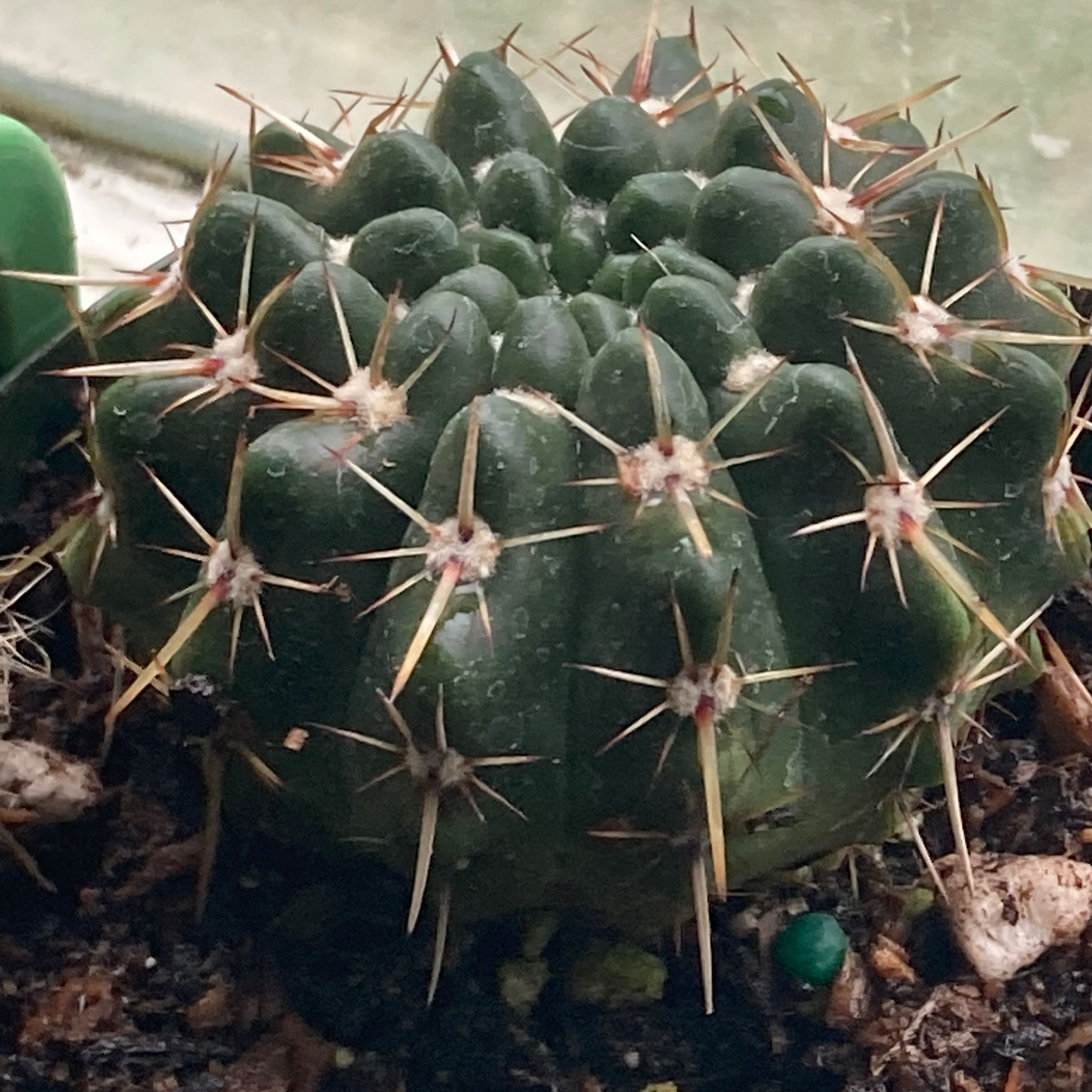 Photo of the plant species Gymnocalycium ritterianum by @SubAlp named (Gymnocalycium rit.) Krysten on Greg, the plant care app