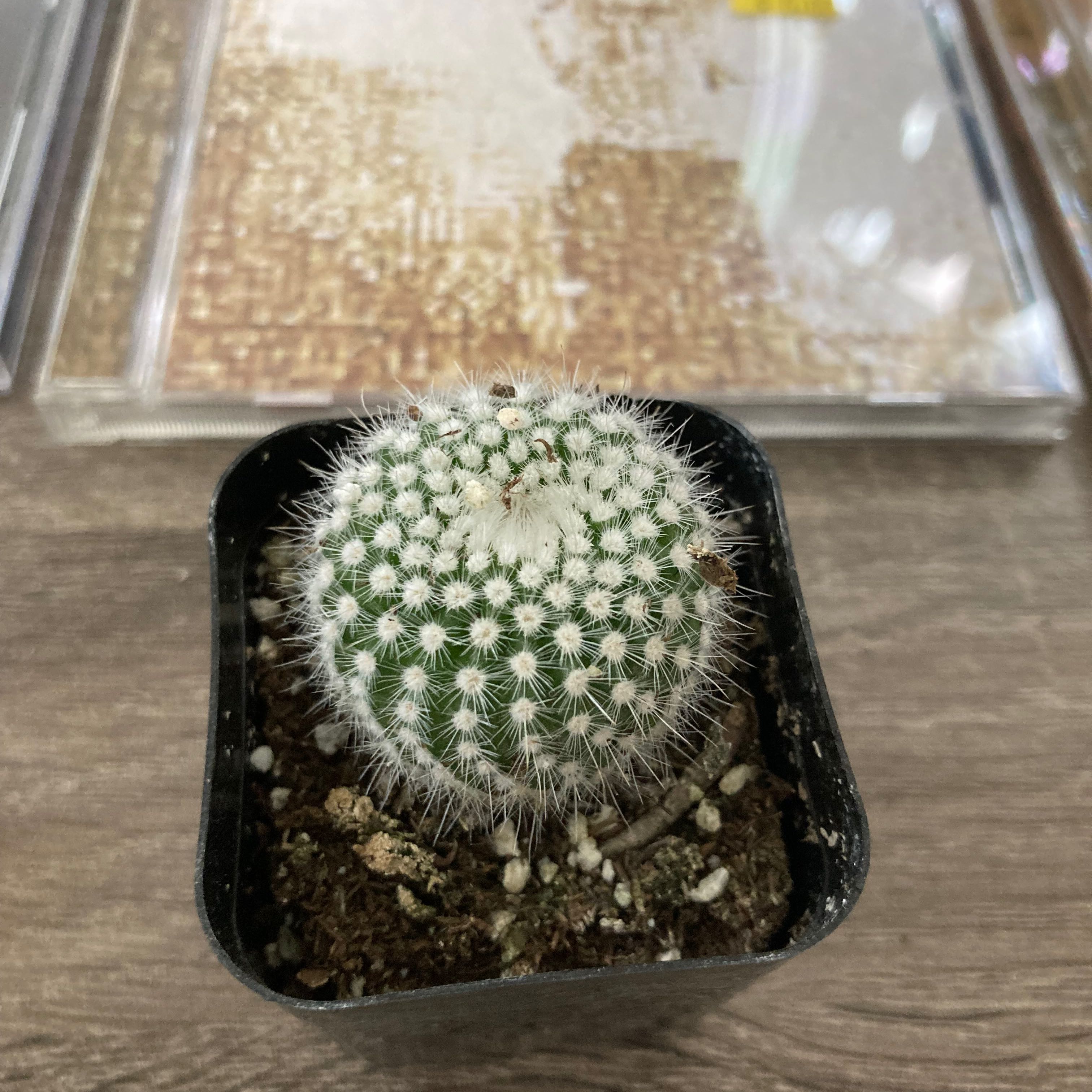 Silver Ball Cactus in a small black pot with visible soil.