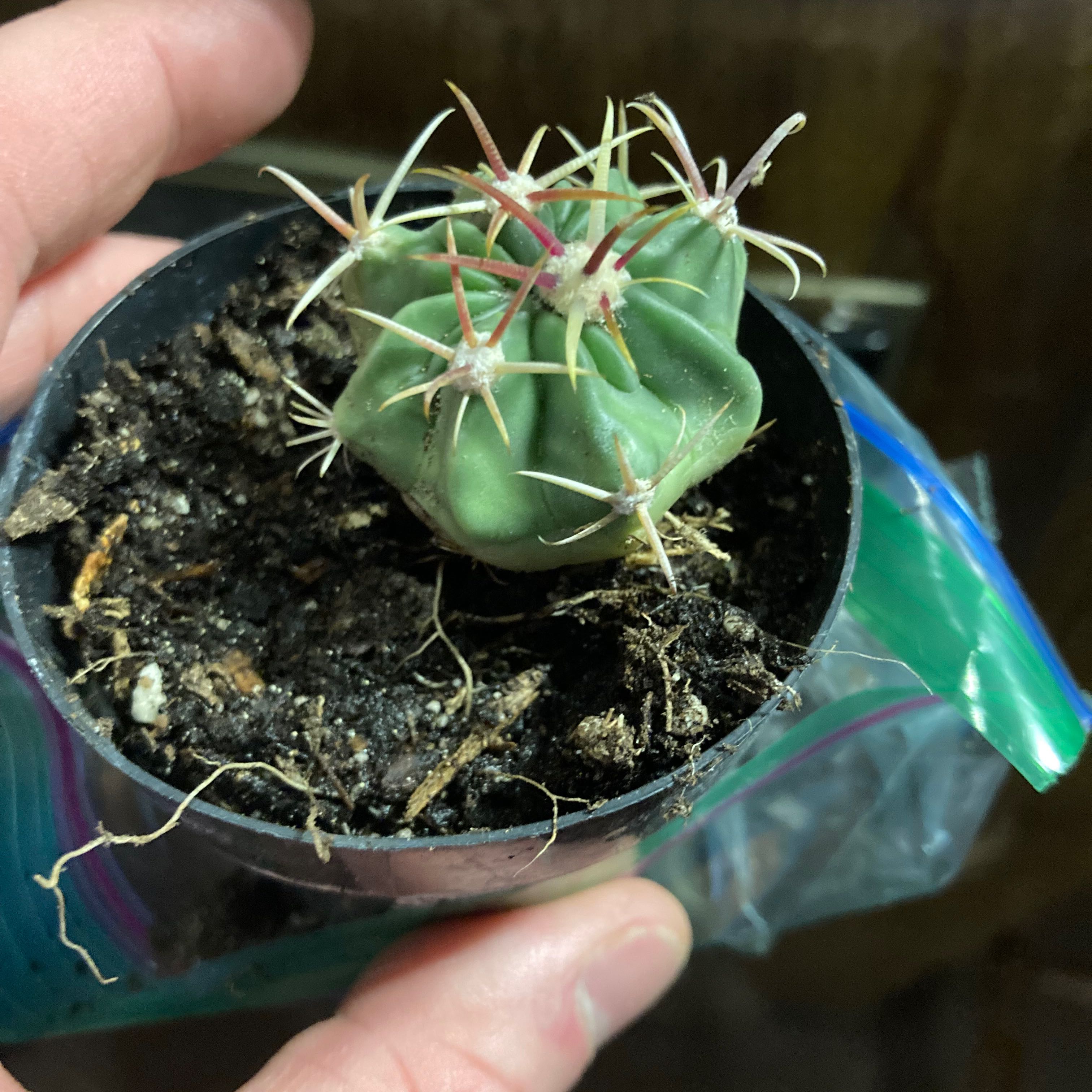 A small cactus plant in a pot with visible soil, held by a hand.