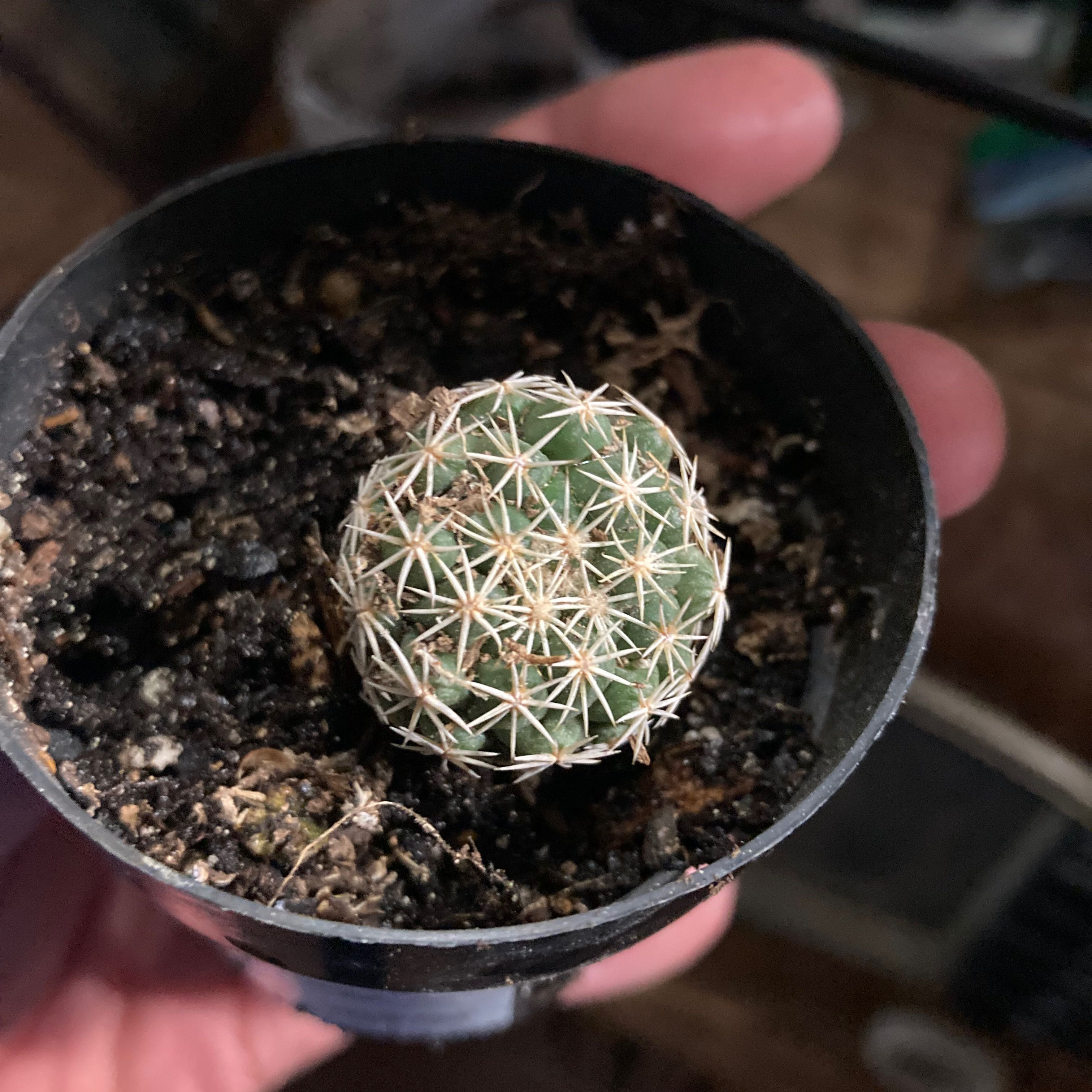 A small Pineapple Cactus in a pot with visible soil, held by a hand.