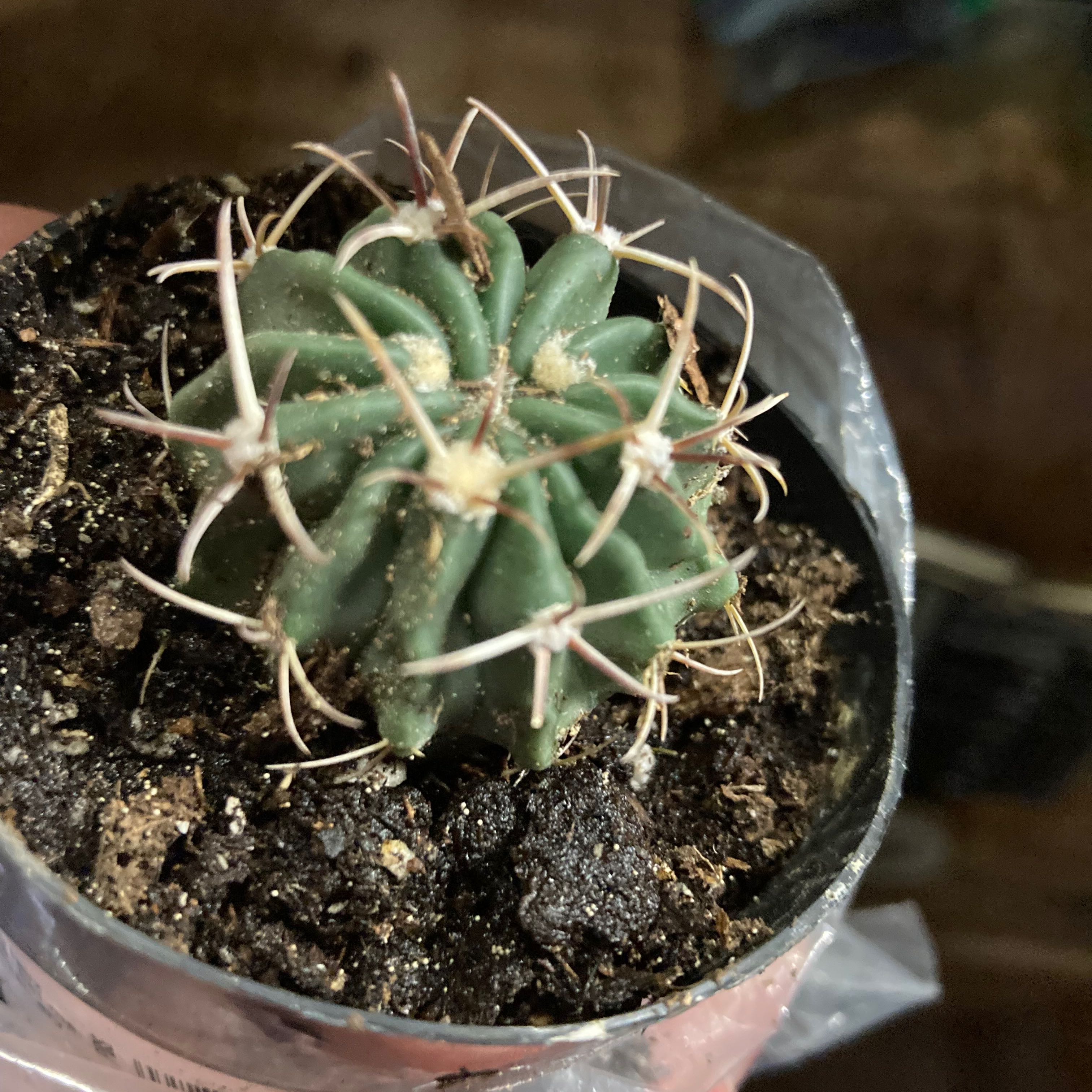 A healthy Devil's Pincushion cactus in a pot with visible soil.