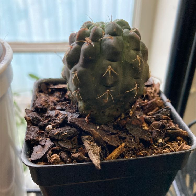 Photo of the plant species Gymnocalycium baldianum 'variegata' by @SubAlp named (Gymnocalycium bald.) Navajo on Greg, the plant care app