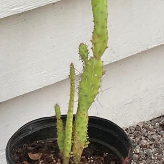 Drooping Prickly Pear plant in Kalispell, Montana
