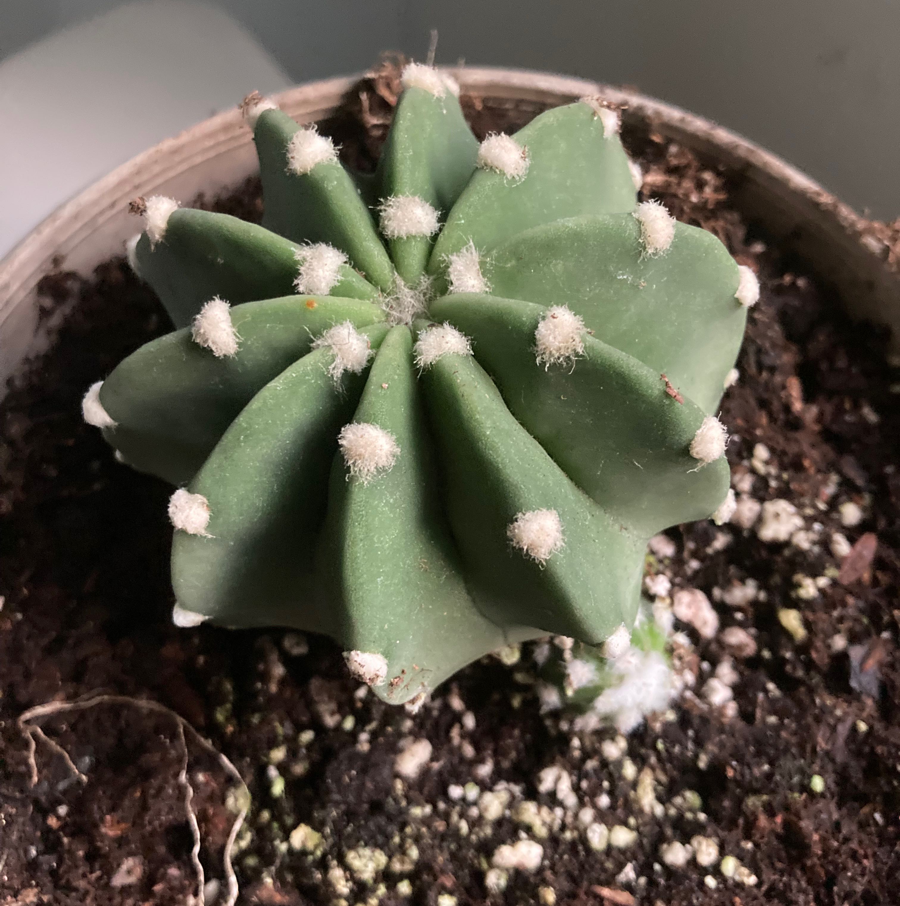 Photo of the plant species Domino Cactus by @SubAlp named (Echinopsis an.) Fats on Greg, the plant care app