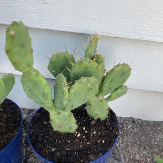 Prickly Pear plant in Kalispell, Montana