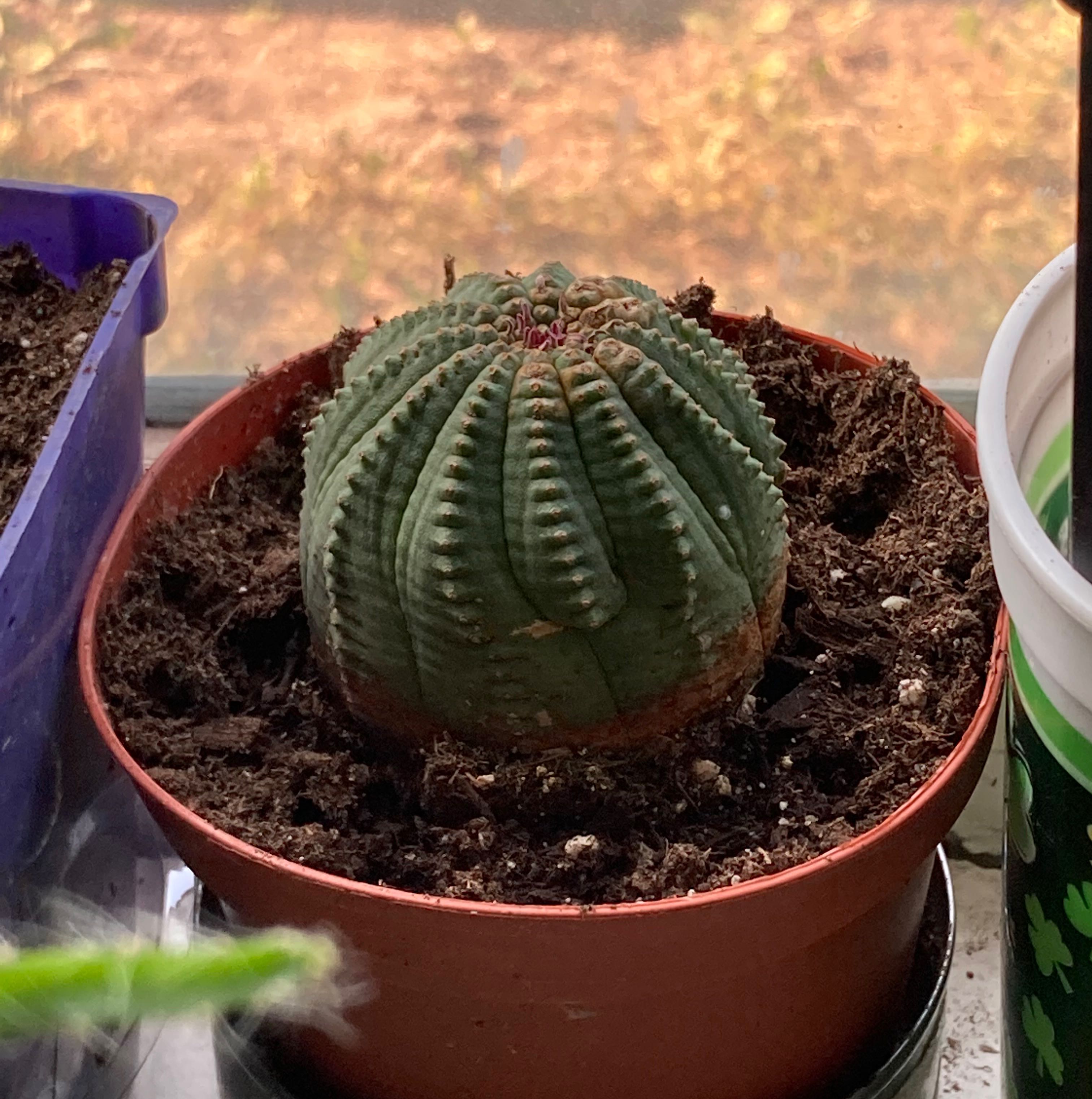 Baseball Plant (Euphorbia obesa) in a small pot with visible soil, well-framed and in focus.