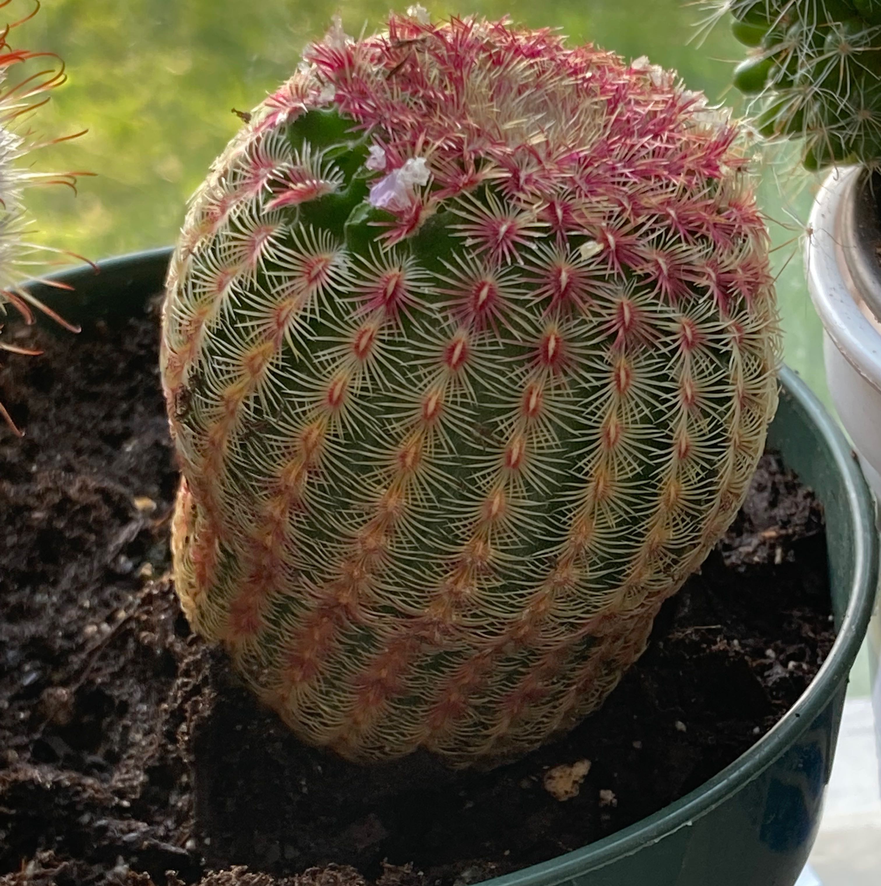 Arizona Rainbow Cactus in a pot with visible soil, showing healthy red and green coloration.