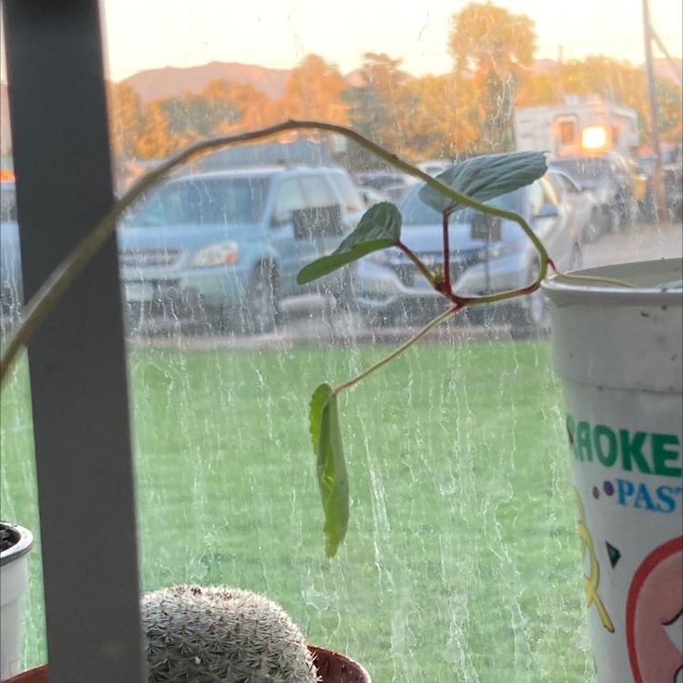 Young Roselle plant growing in a container near a window, with green leaves and no visible signs of disease.