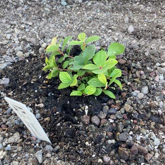Bunchberry plant in Kalispell, Montana