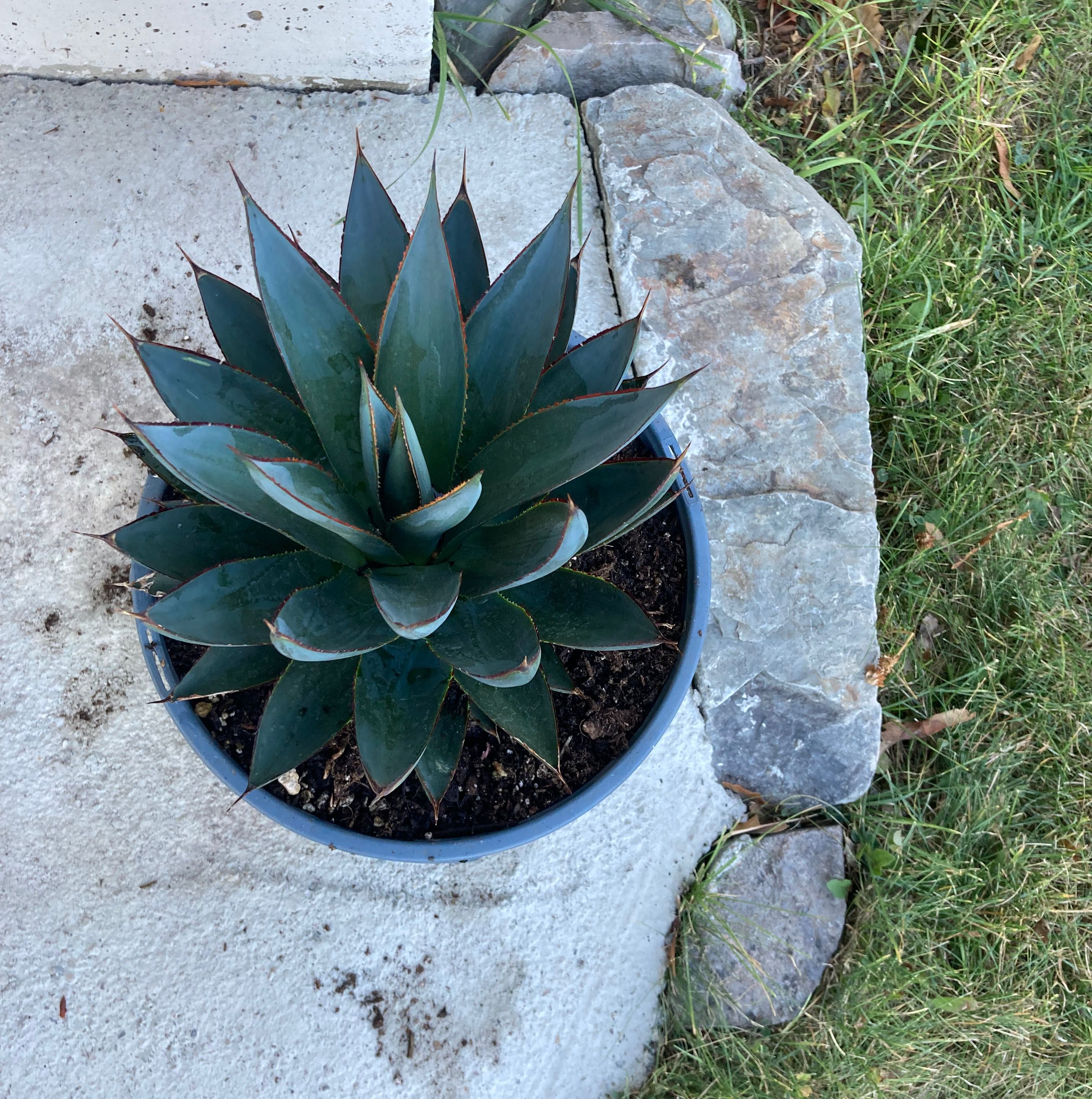 A healthy potted Agave plant on a concrete surface, surrounded by rocks and grass.