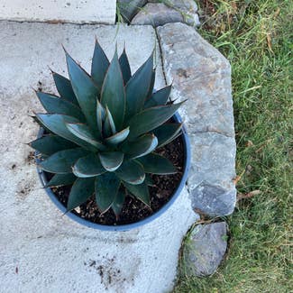 Agave plant in Kalispell, Montana