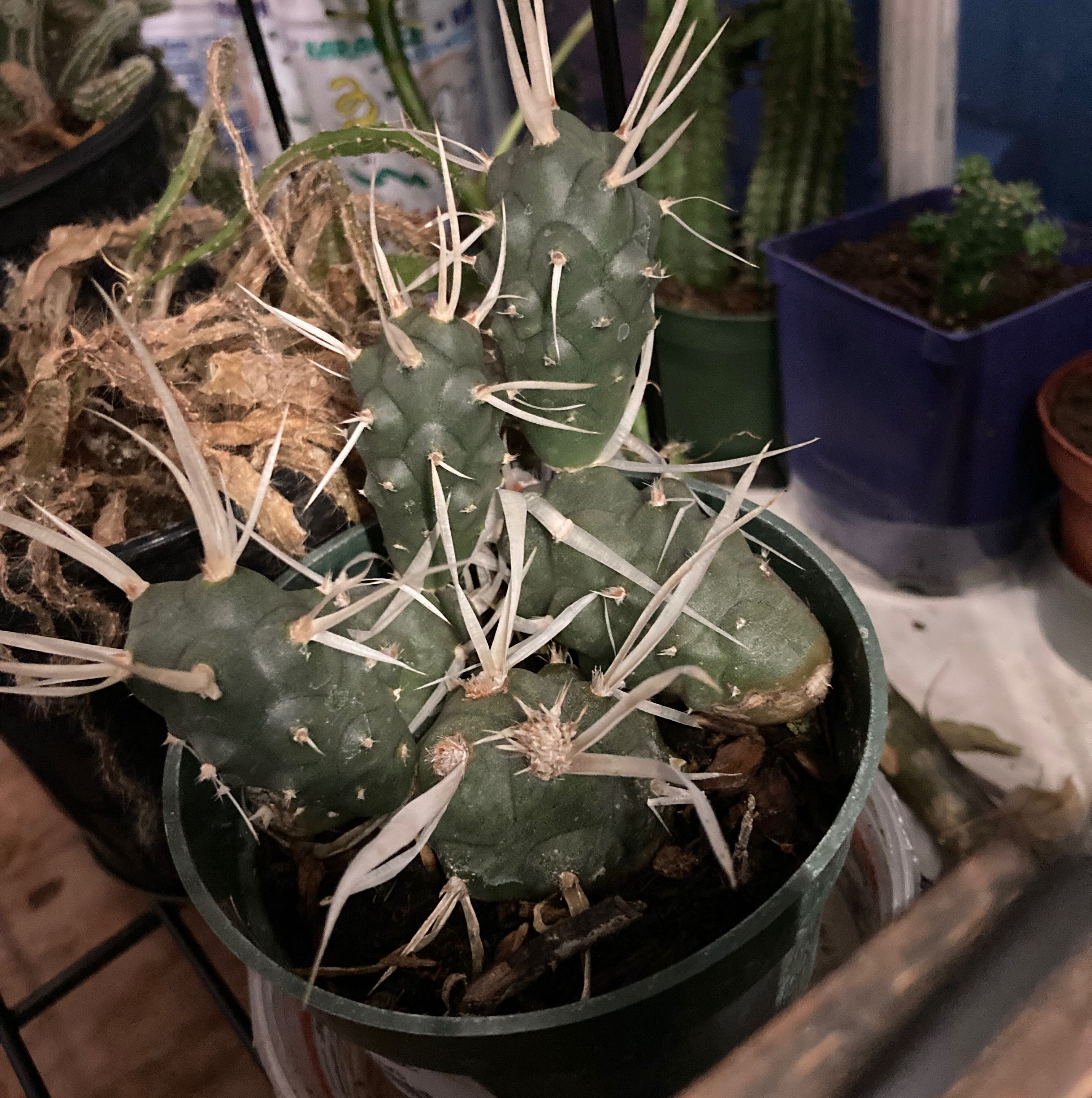 Paper Spine Cactus in a pot with some discoloration and dried spines, other plants in the background.