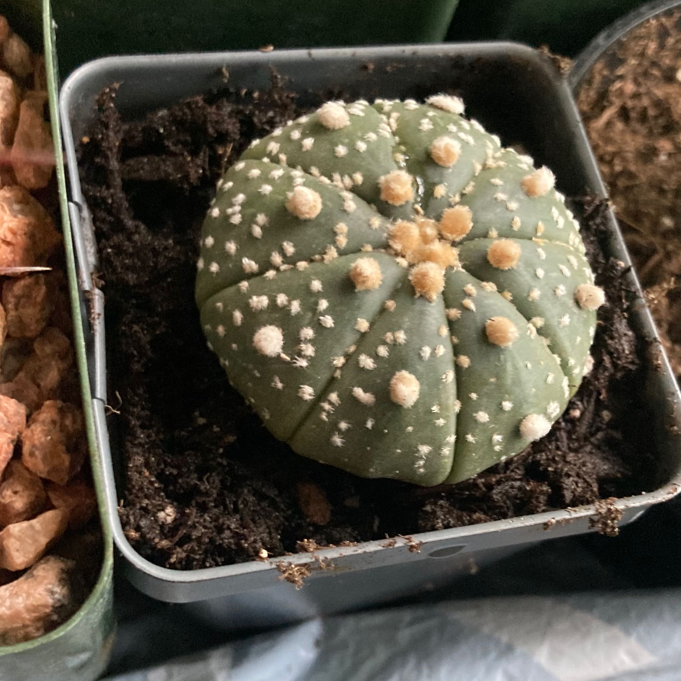 Photo of the plant species Astrophytum asterias 'Kabuto' by @SubAlp named (Astrophytum ast.) Musashi on Greg, the plant care app