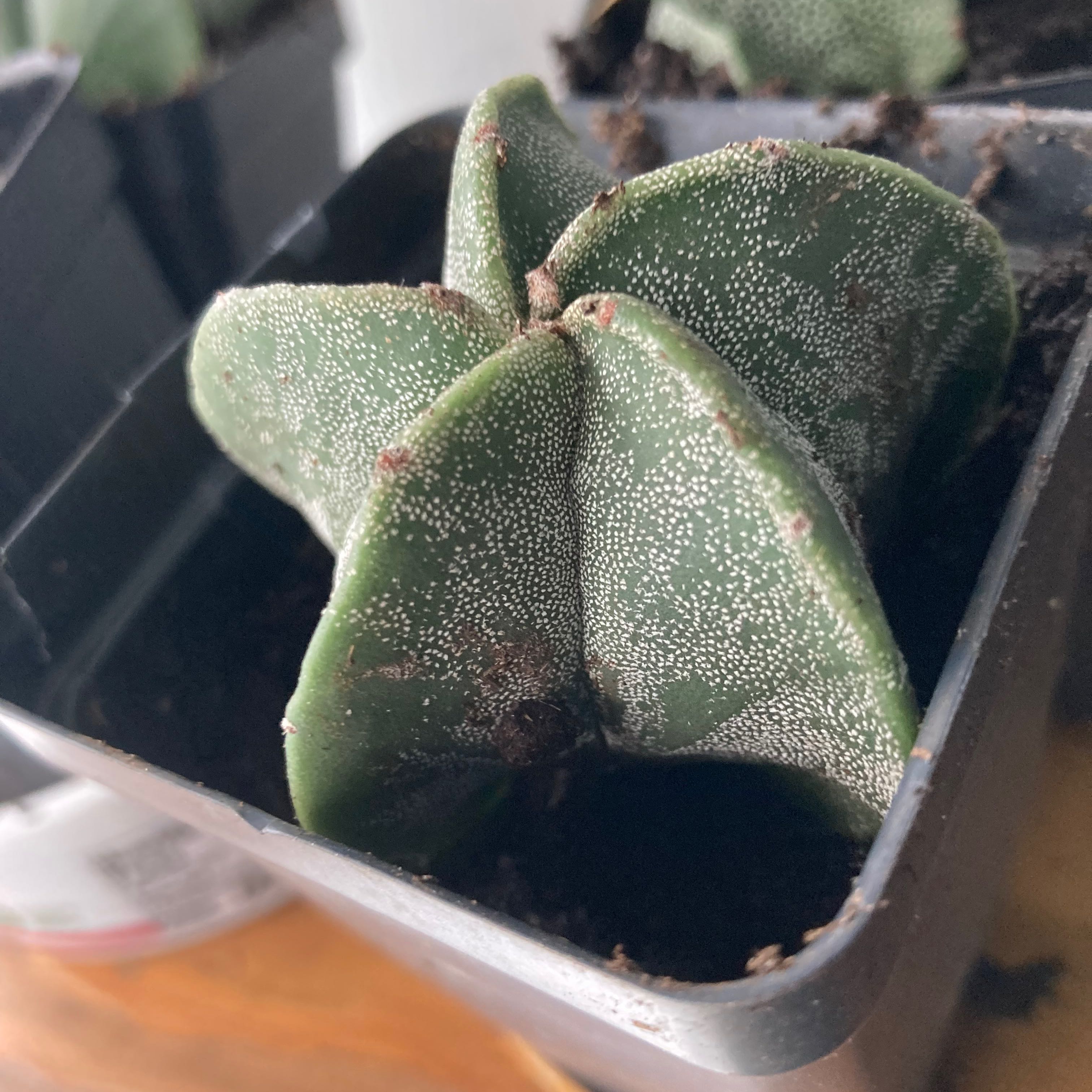 Bishop's Cap Cactus in a small black pot, appears healthy with no visible signs of disease.