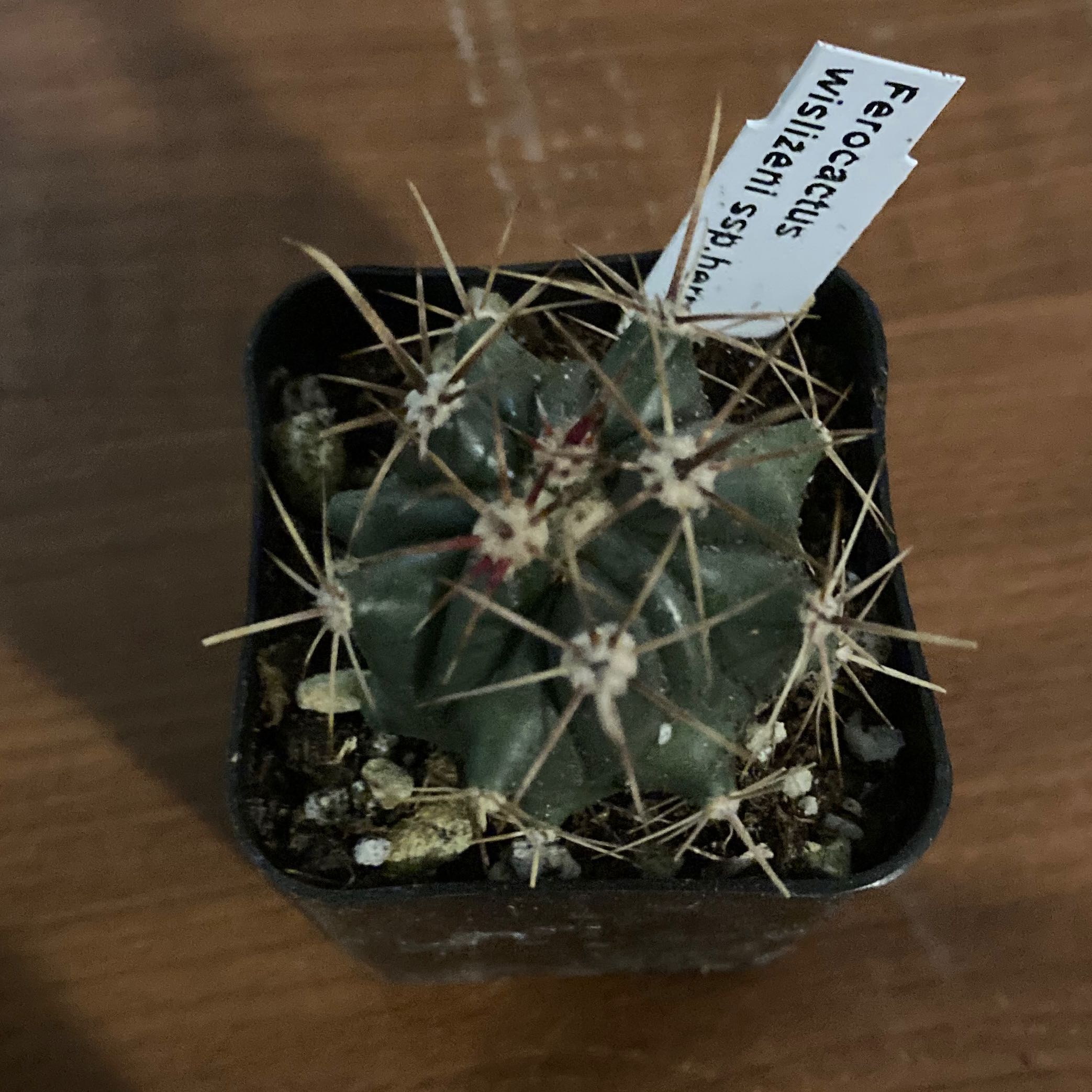 Photo of the plant species Twisted Barrel Cactus by @SubAlp named (Ferocactus wis. spp. Herrerae) Harry on Greg, the plant care app