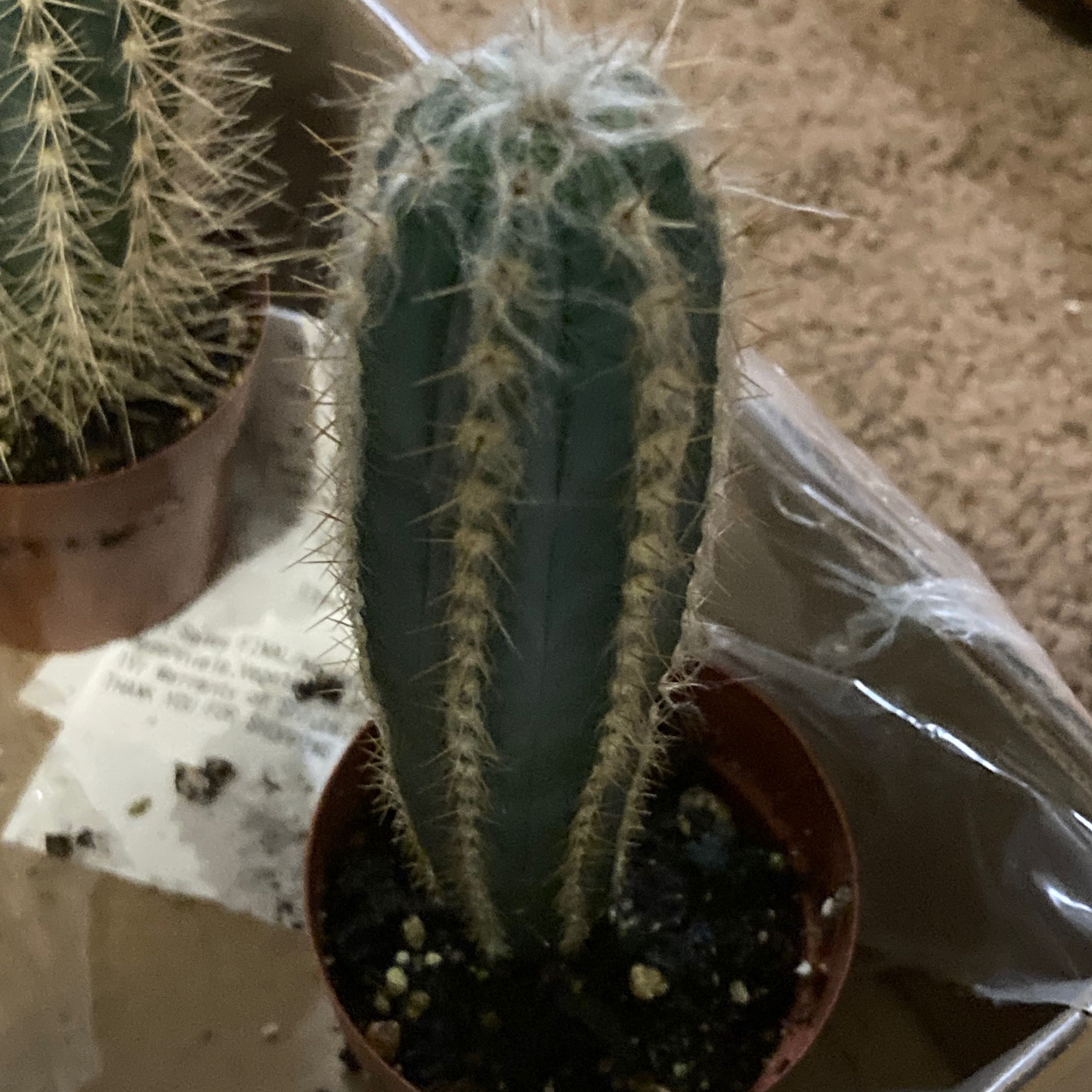 Plant care for Pilocereus on Greg, the plant care app