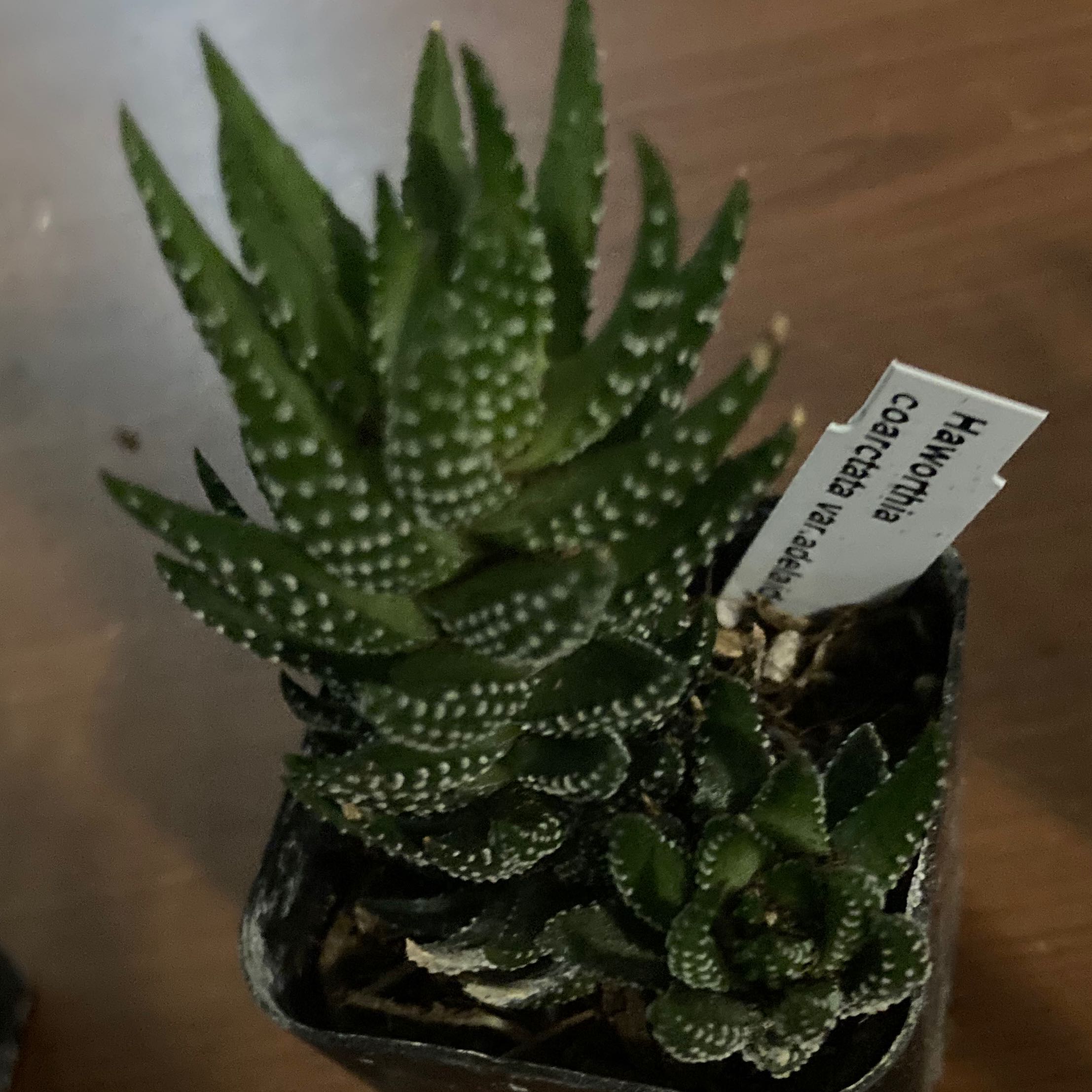 Haworthiopsis coarctata plant in a small pot with visible soil and healthy green leaves.
