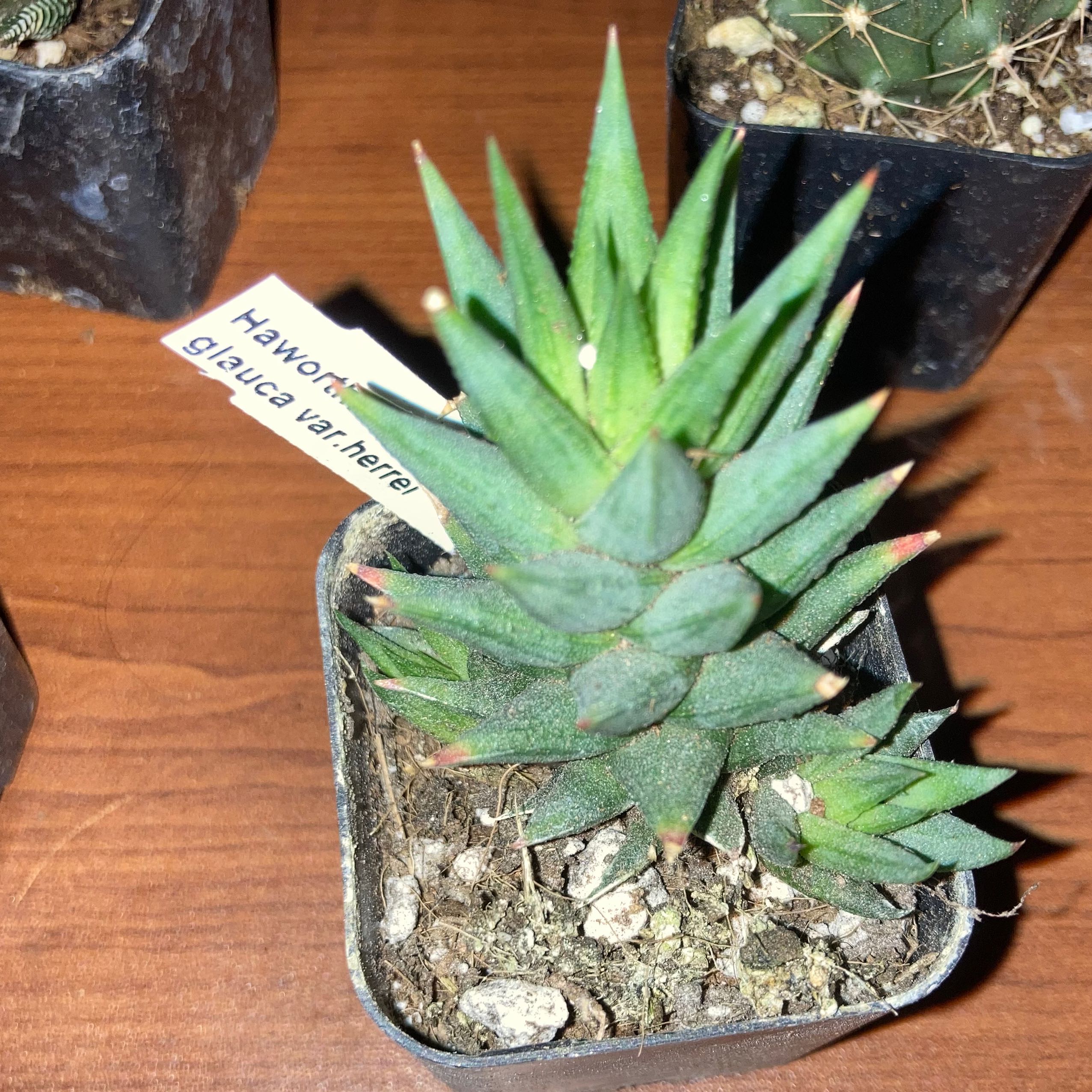 Photo of the plant species Haworthia glauca var. herrei by @SubAlp named (Hawothiopsis gl.) Harry on Greg, the plant care app
