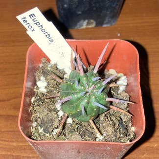 Euphorbia Ferox plant in Somewhere on Earth