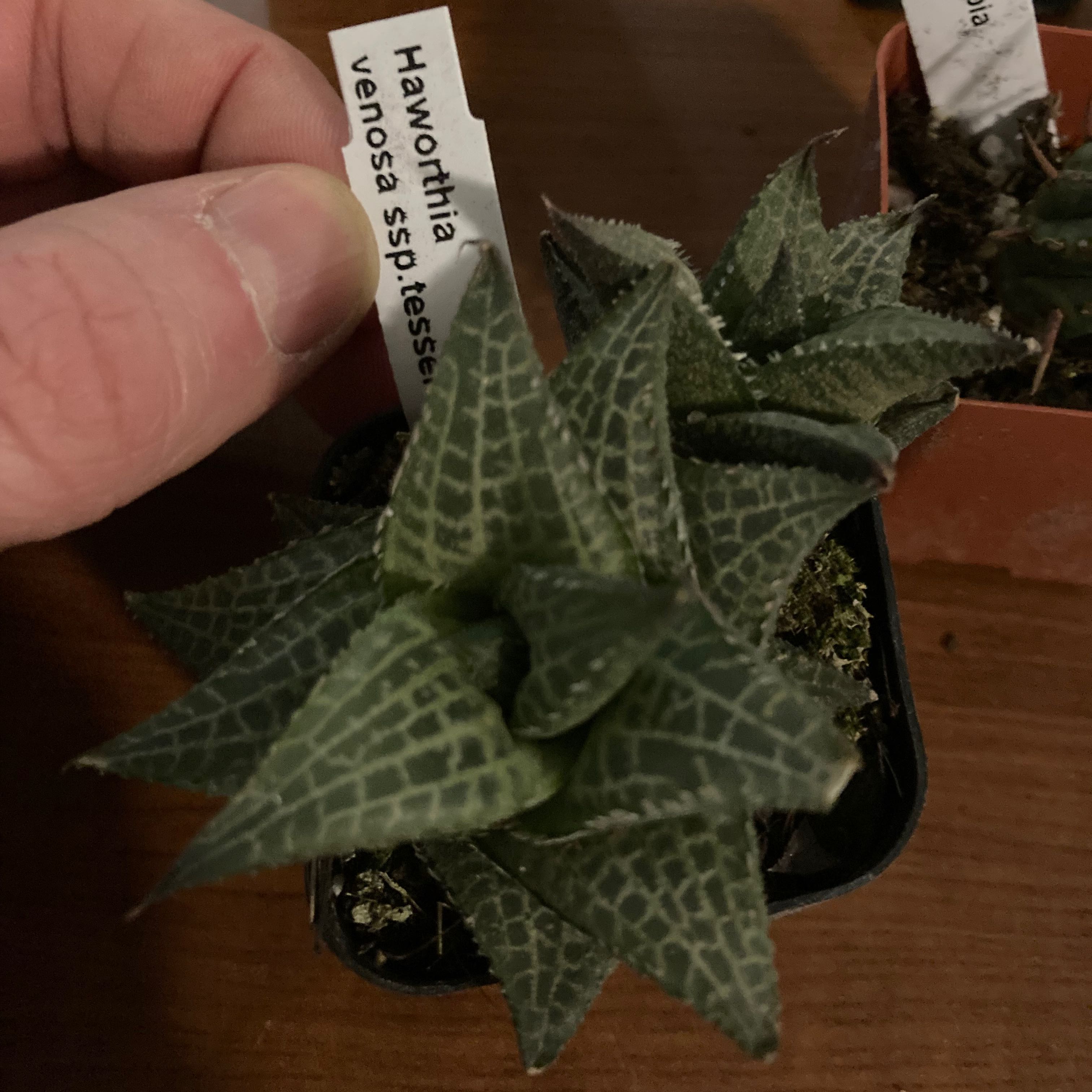 Haworthia venosa plant with dark green, textured leaves. Hand holding a label.