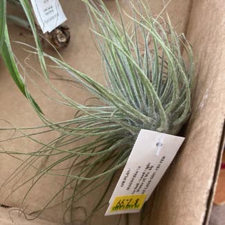 Tillandsia magnusiana Air Plant plant in Somewhere on Earth